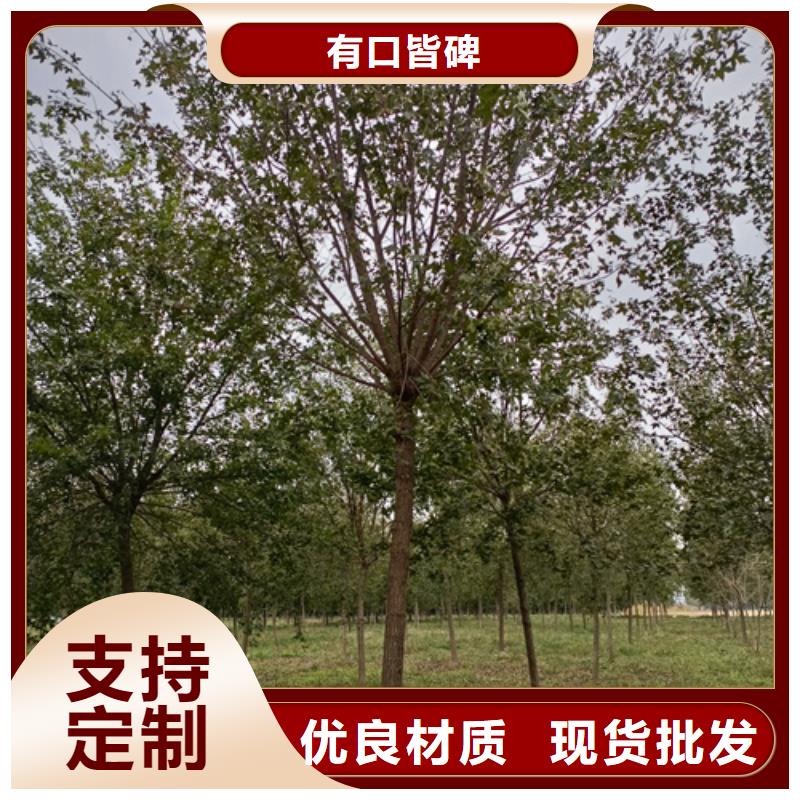 法桐美国红枫实体诚信经营