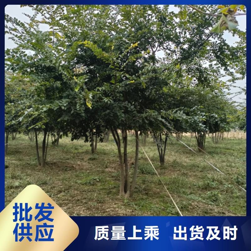 法桐白蜡诚信商家服务热情