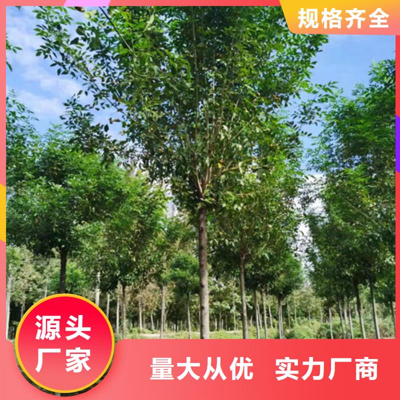 速生法桐厂家规格齐全