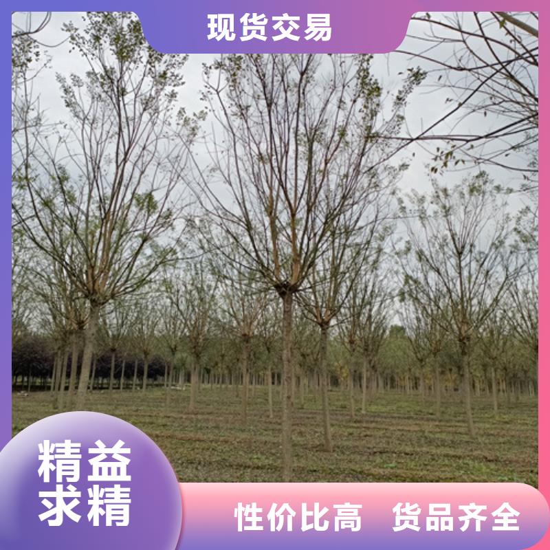 法桐现货销售