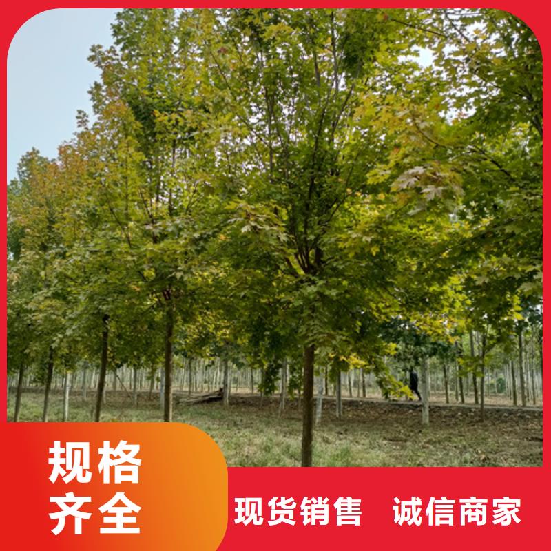 法桐-美国红枫自营品质有保障