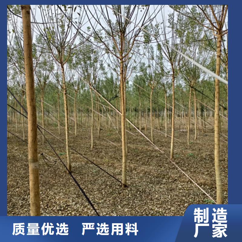 法桐樱花专业品质