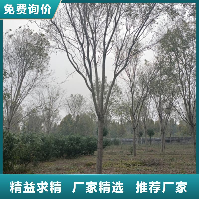 法桐-美国红枫自营品质有保障