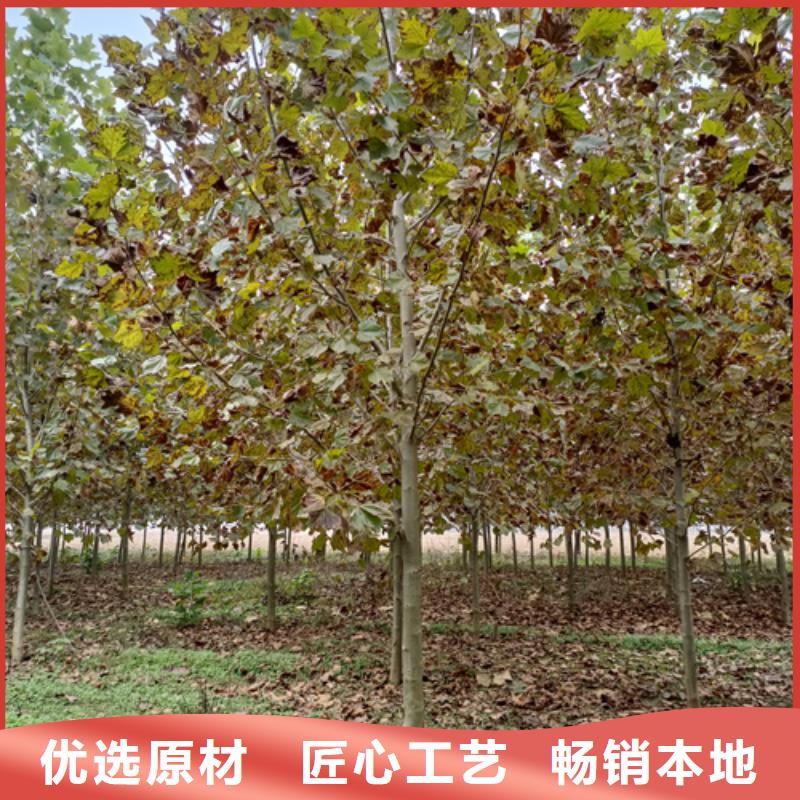 美国红枫视频-美国红枫|云南省大理市|宾川|鹤庆|德宏|保山|楚雄|西双版纳|迪庆|昆明