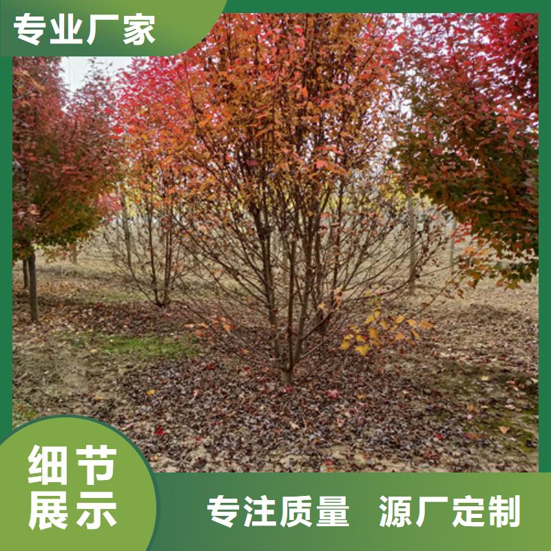 法桐_北京栾好产品不怕比