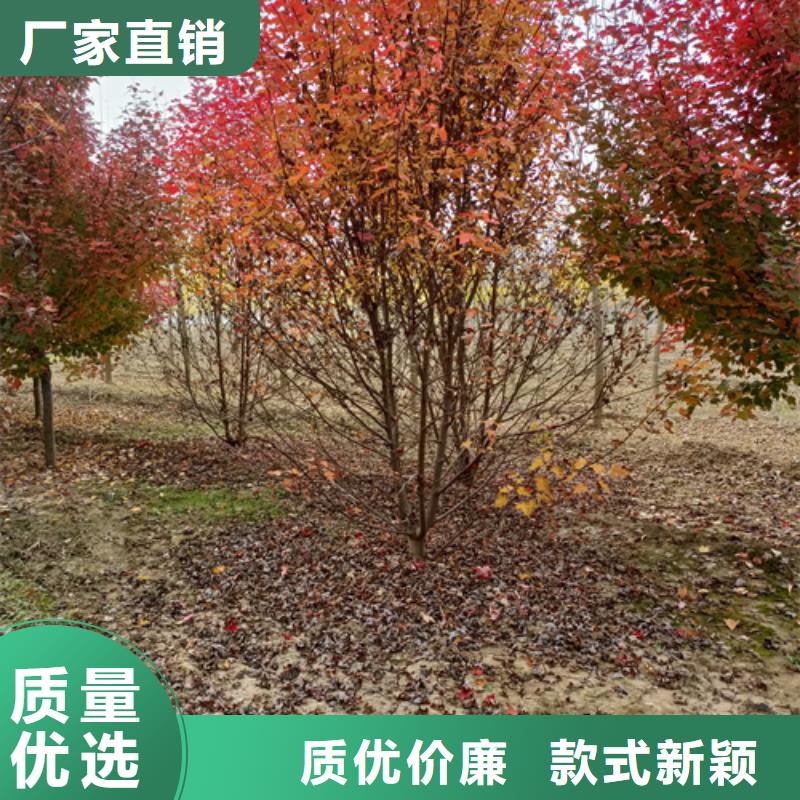 法桐金叶白蜡买的放心安兴用的舒心