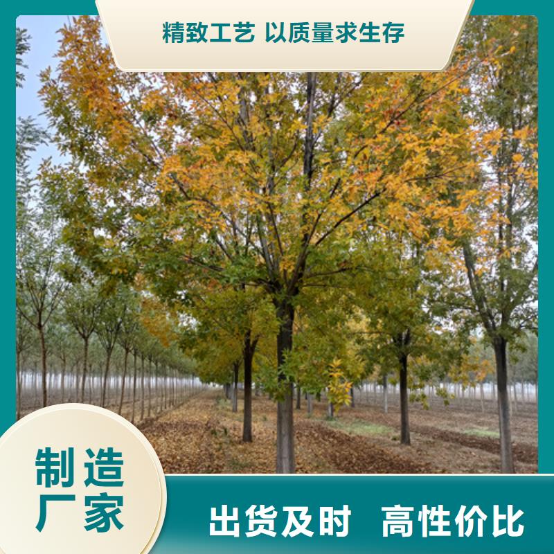 法桐_金叶白蜡精工细作品质优良