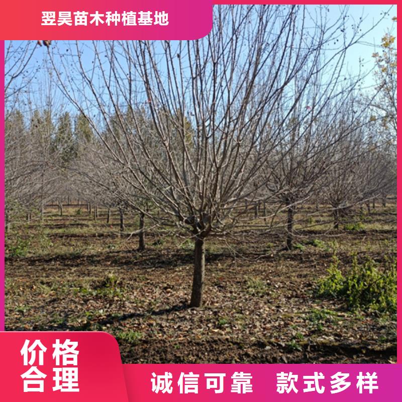 法桐美国红枫实体诚信经营