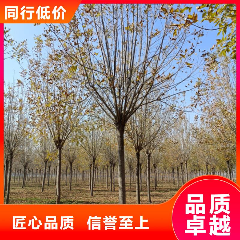 法桐,白蜡用心经营