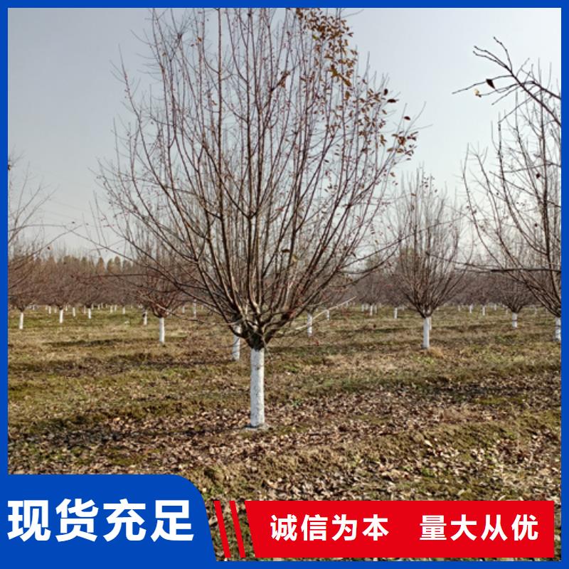 速生法桐厂家规格齐全