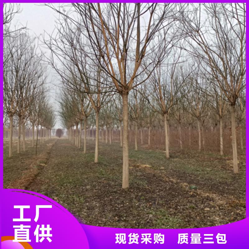 法桐五角枫供货及时