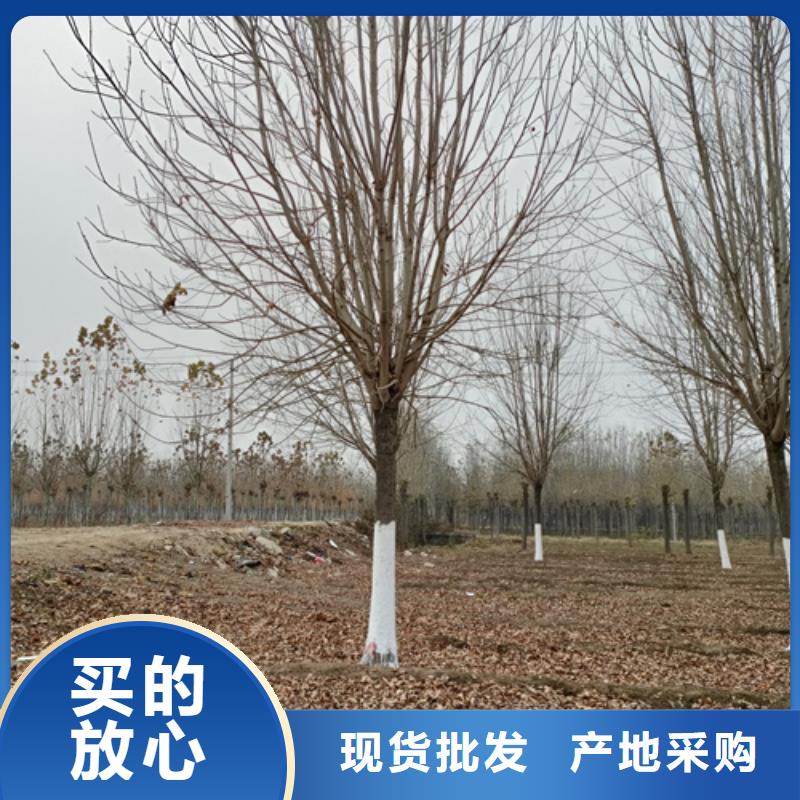 法桐_美国红枫生产安装