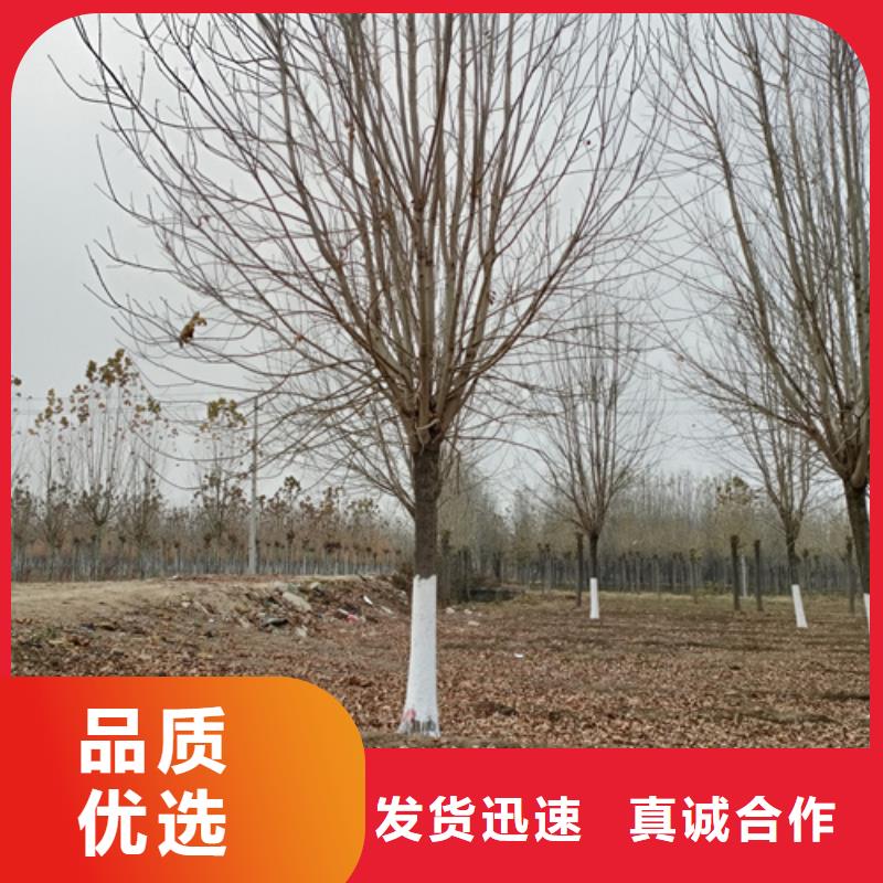 法桐黄金槐值得买