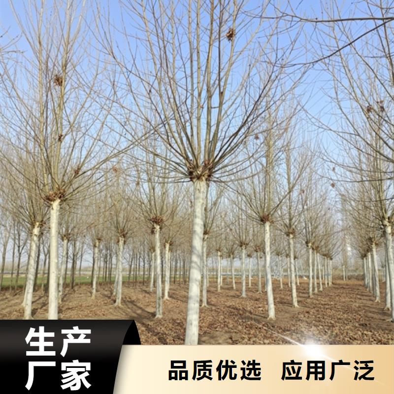 法桐-美国红枫自营品质有保障