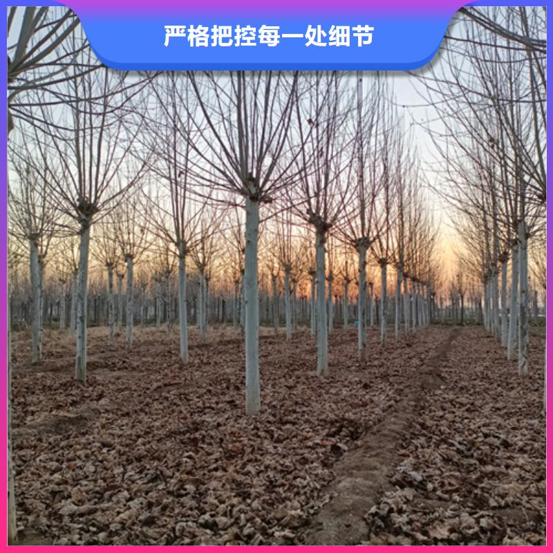 法桐黄金槐值得买