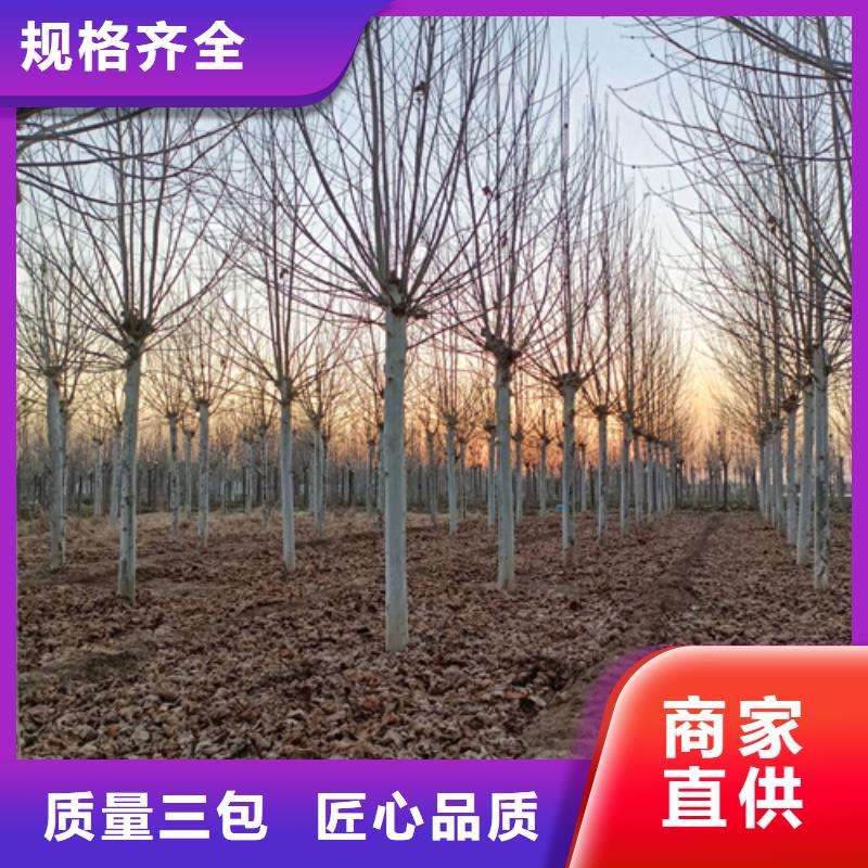 法桐用心做好每一件产品