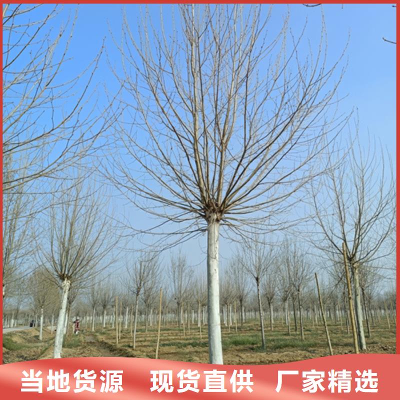 美国红枫视频-美国红枫|云南省大理市|宾川|鹤庆|德宏|保山|楚雄|西双版纳|迪庆|昆明