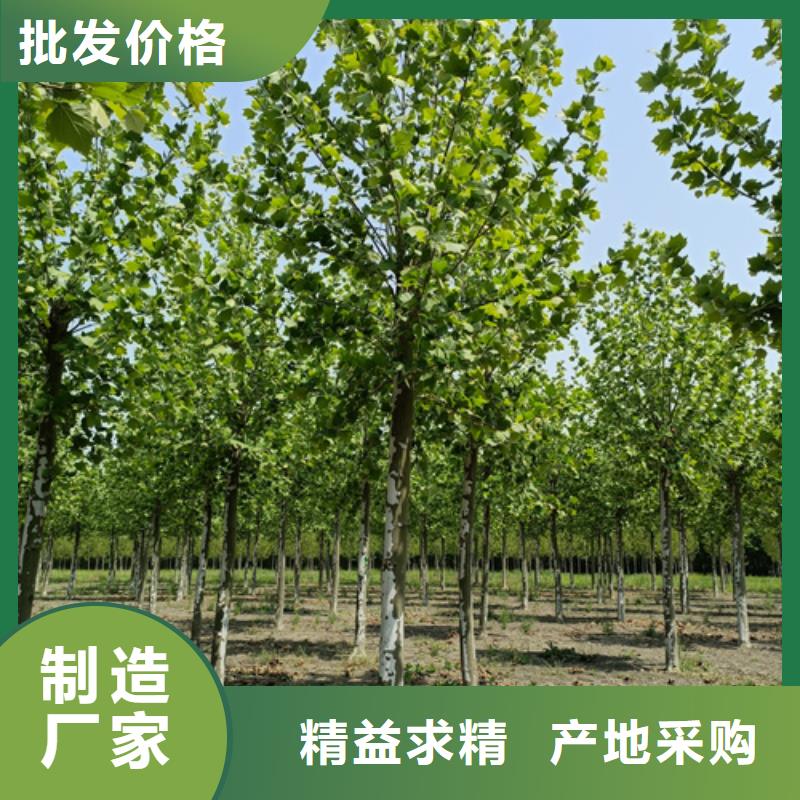 法桐原生冠法桐优质工艺
