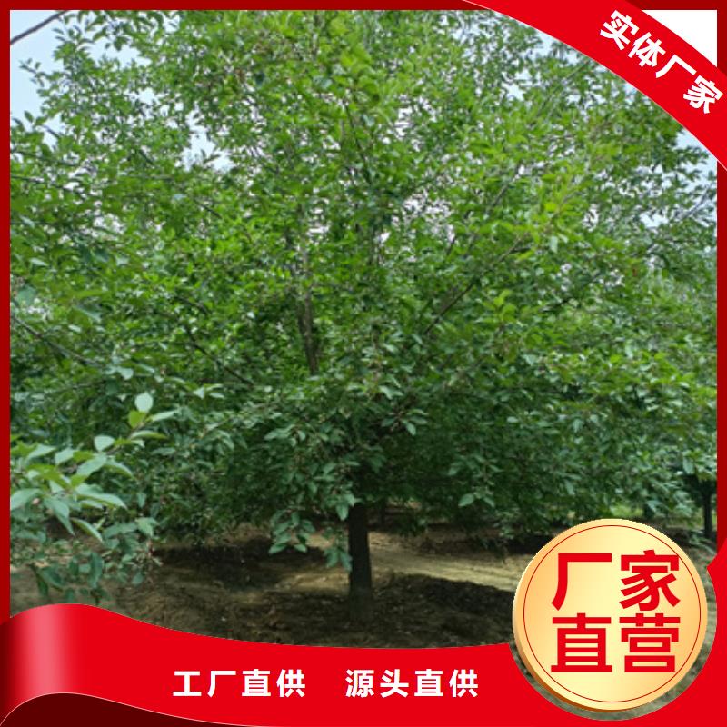 法桐白蜡诚信商家服务热情