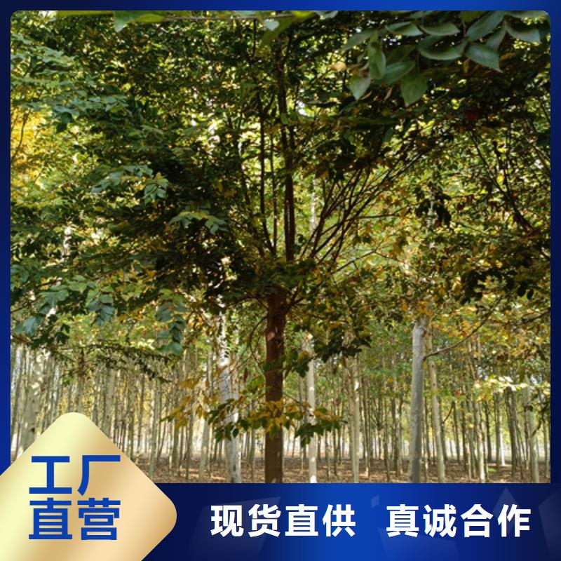 法桐来图定制量大从优