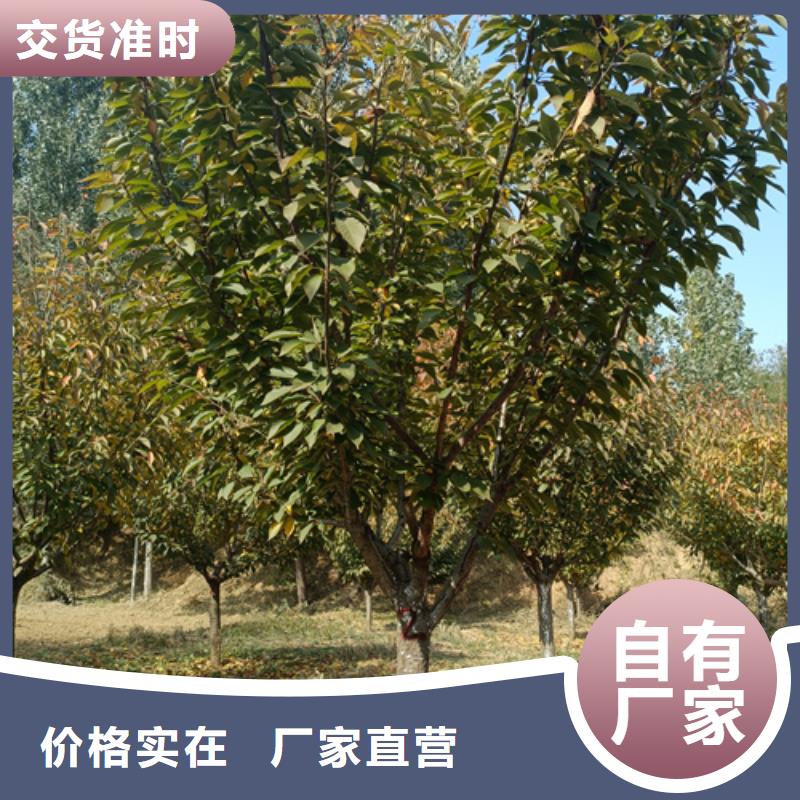 法桐_白蜡售后无忧
