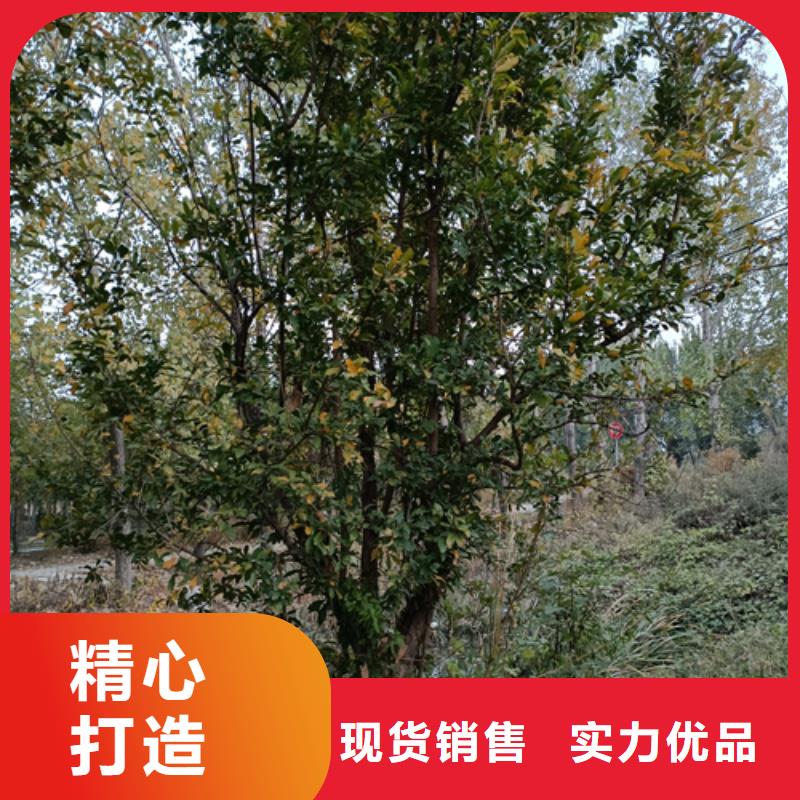 法桐,白蜡用心经营