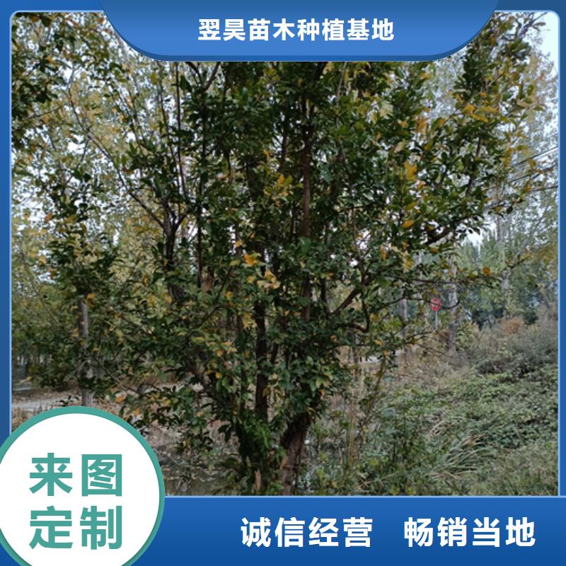 美国红枫视频-美国红枫|云南省大理市|宾川|鹤庆|德宏|保山|楚雄|西双版纳|迪庆|昆明