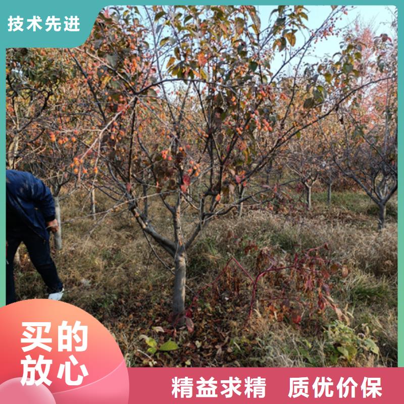 法桐,白蜡用心经营