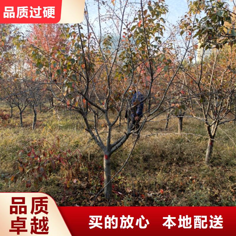 法桐-美国红枫自营品质有保障