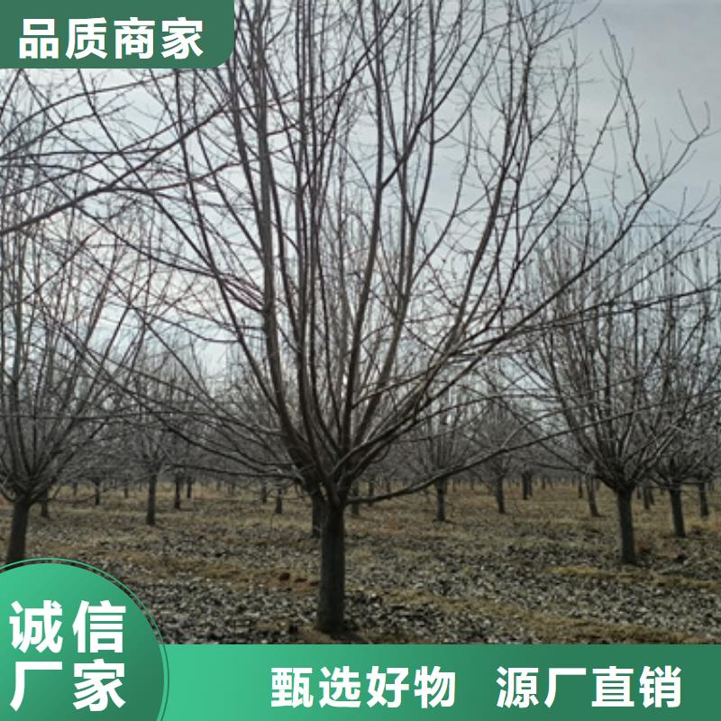 法桐五角枫供货及时