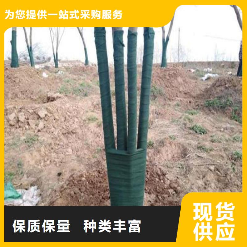 裹树布复合膜源头直供
