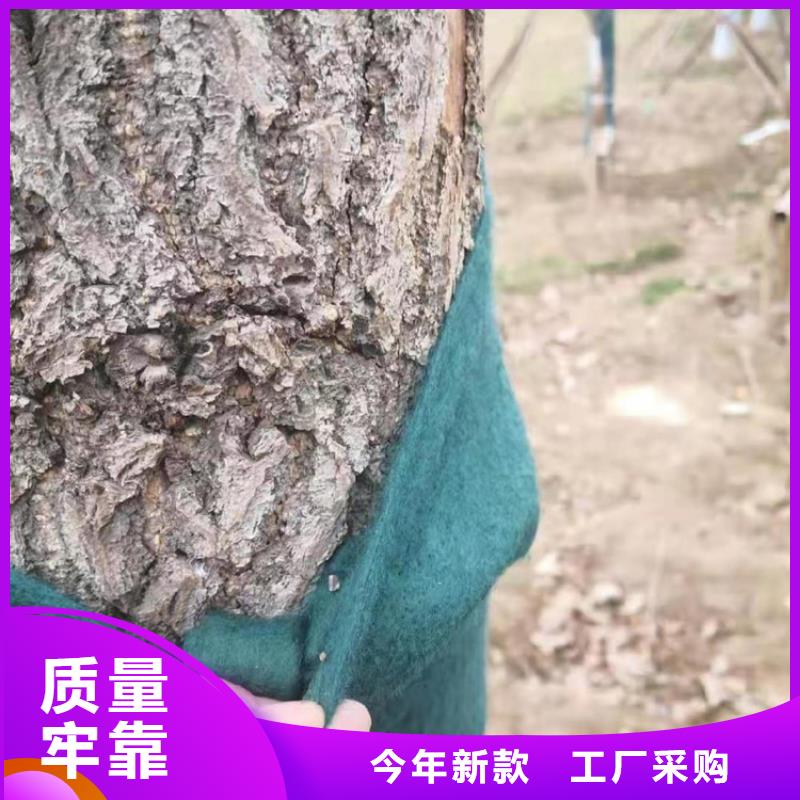 裹树布-止水条支持大小批量采购