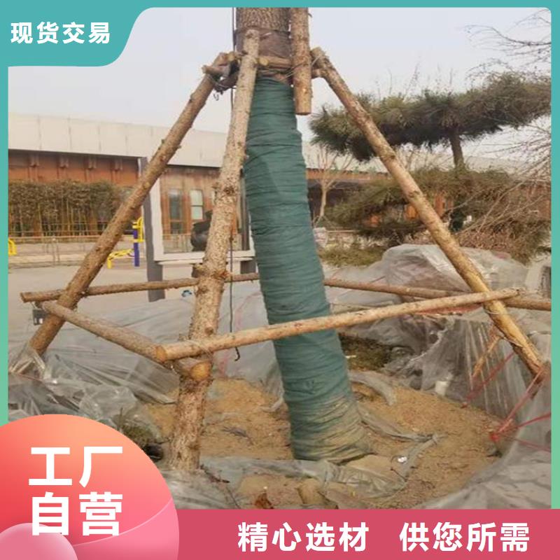 裹树布-止水条支持大小批量采购