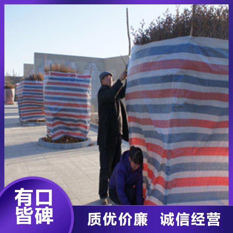 彩条布-绿化防寒布优良材质