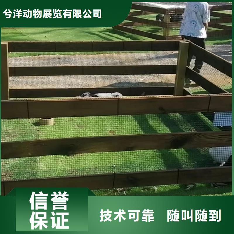 马戏团/羊驼杂技表演品质服务