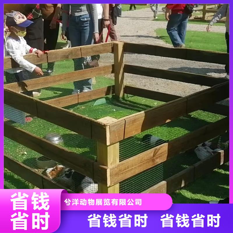 马戏团/羊驼吉祥百鸟展案例丰富