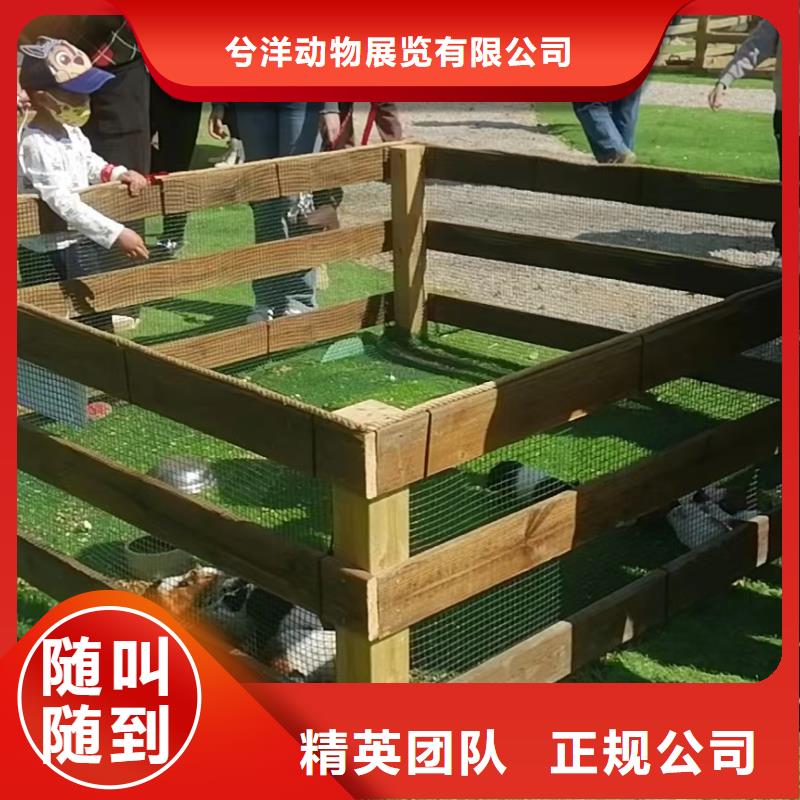 马戏团/羊驼杂技表演先进的技术