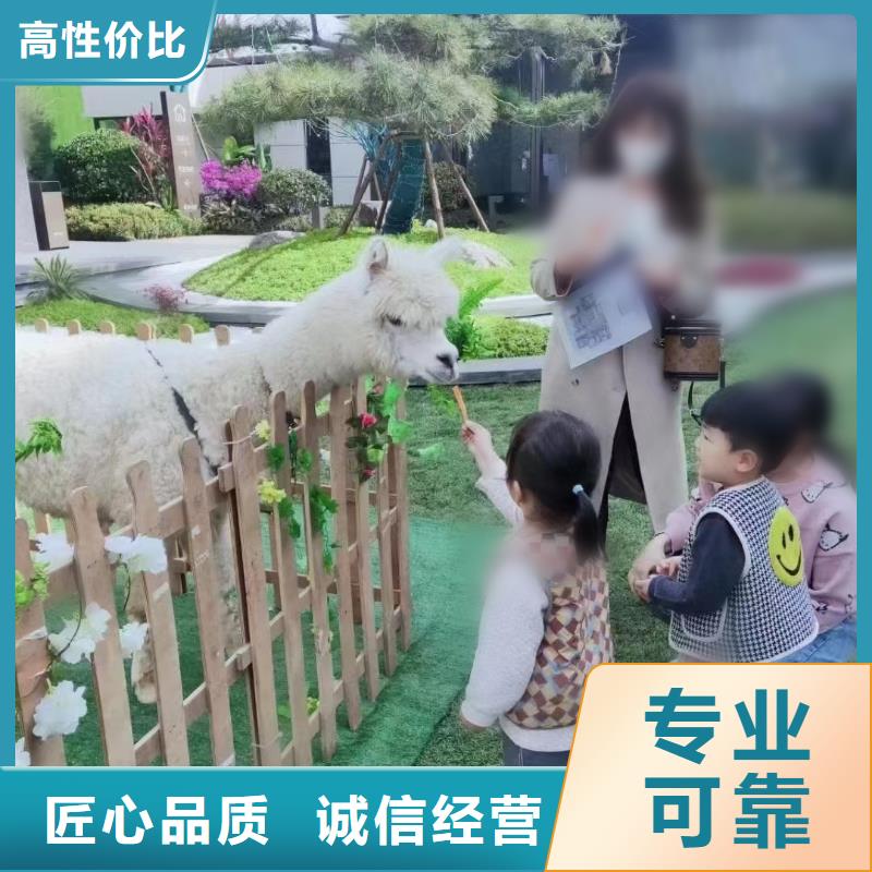 马戏团/羊驼_美人鱼表演出租正规公司