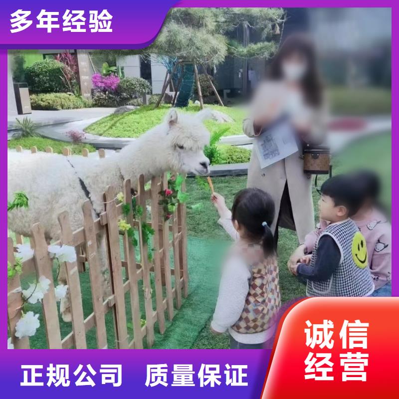 马戏团/羊驼_【美人鱼出租演出】高品质