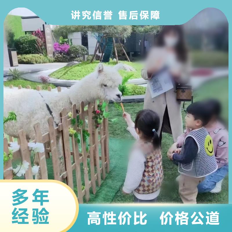 马戏团/羊驼海洋展租赁正规团队