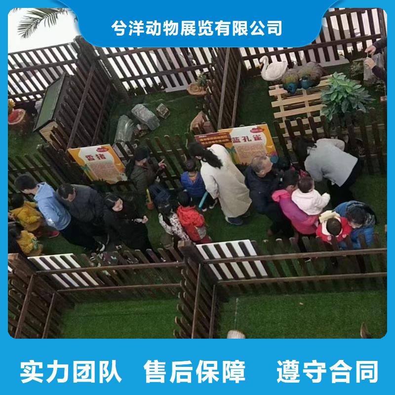 马戏团/羊驼【海狮表演】诚信