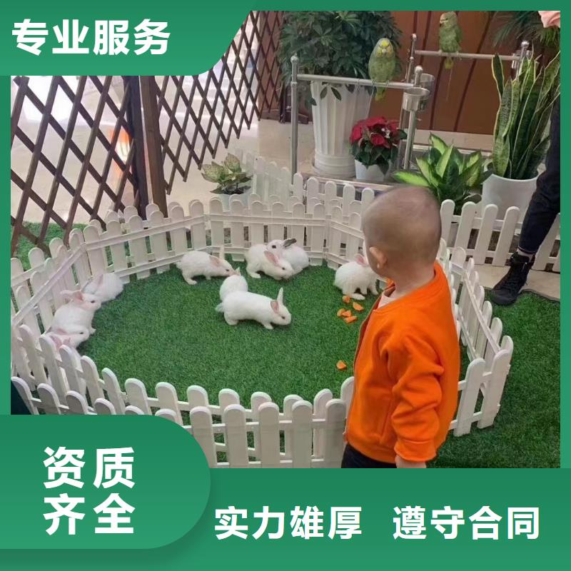 马戏团/羊驼-动物表演出租品质好