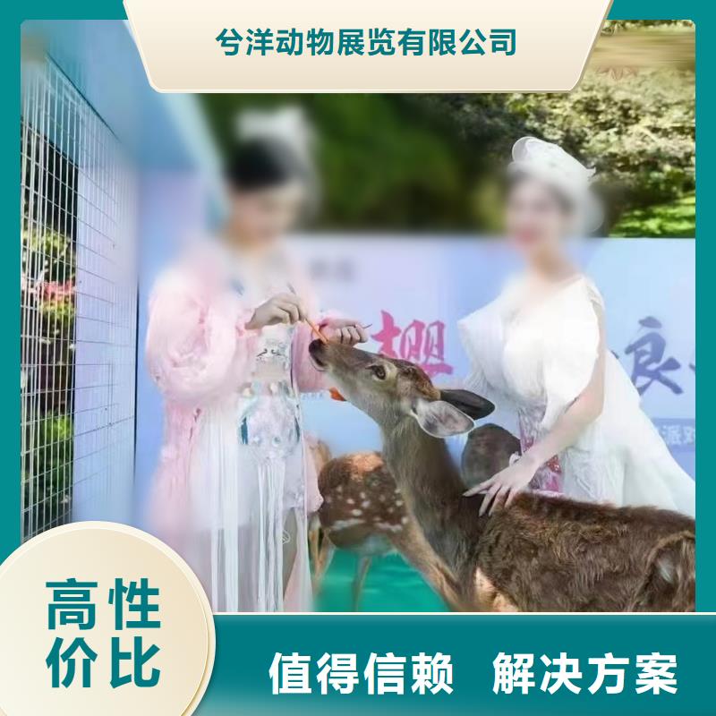 马戏团/羊驼美人鱼表演2025公司