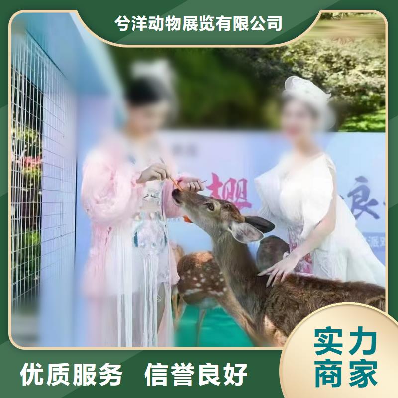 马戏团/羊驼海洋展租赁正规团队