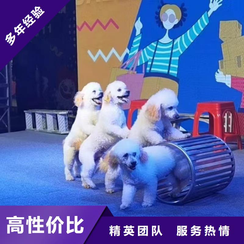 马戏团/羊驼,【马戏团表演出租租赁】快速