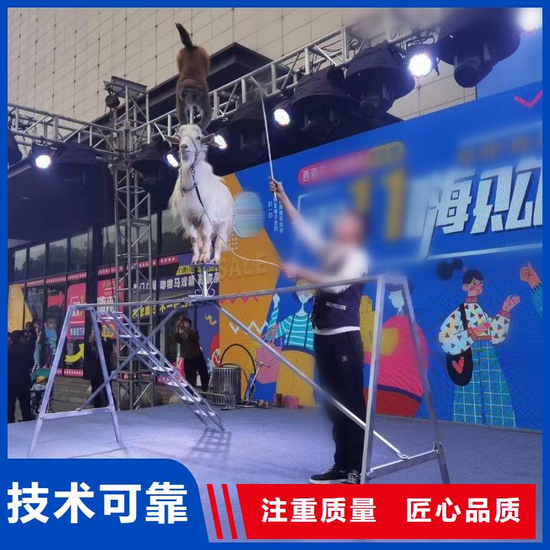马戏团/羊驼表演动物出租价格美丽