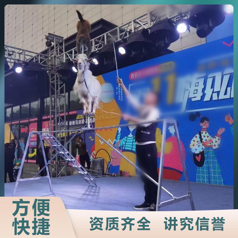 马戏团/羊驼,观赏性羊驼租赁技术好