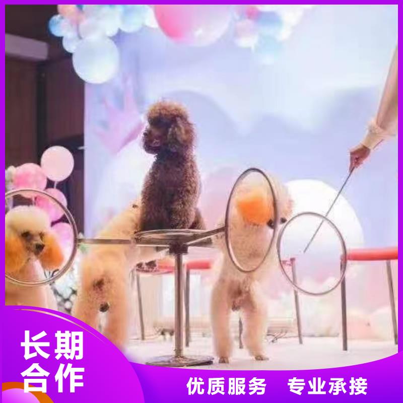 马戏团/羊驼表演动物出租价格美丽