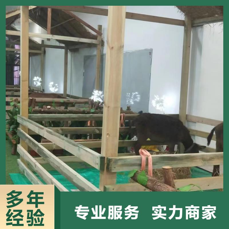 马戏团/羊驼 【海狮杂技表演】多家服务案例
