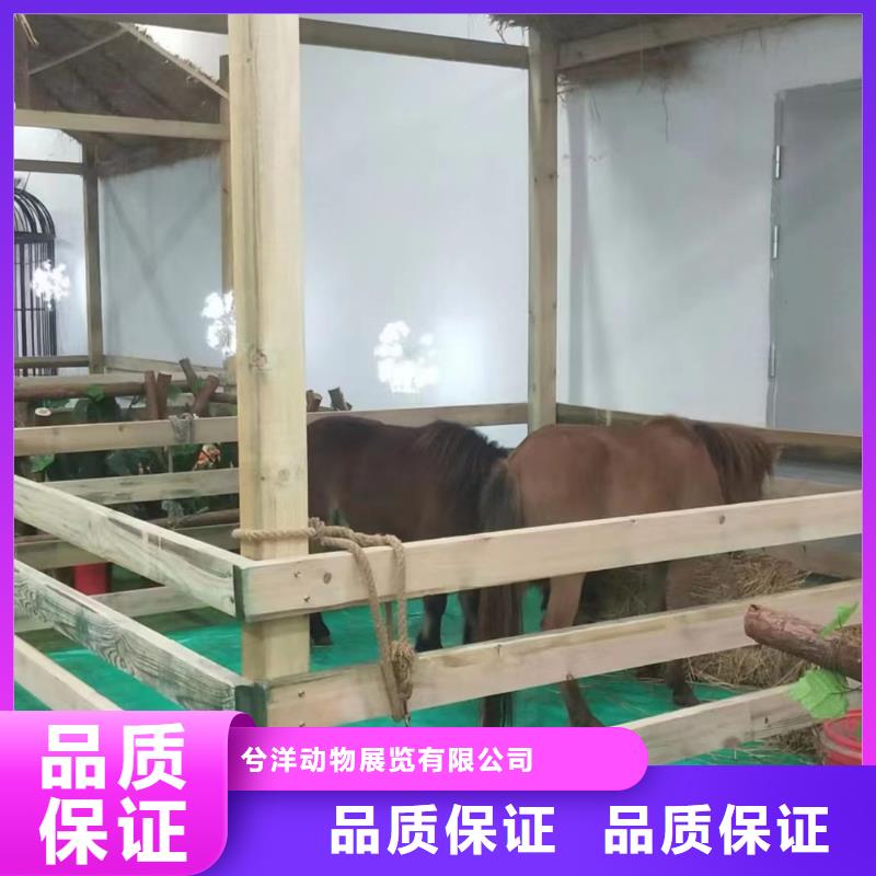 马戏团/羊驼 羊驼出租专业团队